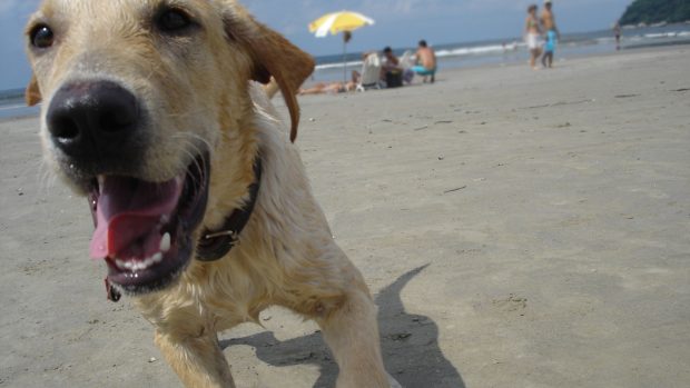 Pes na pláži