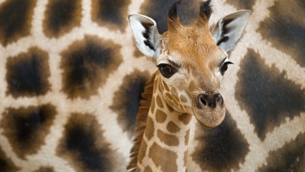 Chov žiraf v pražské zoo oslaví letos 60. výročí. Od počátku se zde narodilo přes 80 mláďat