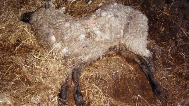 Týrané ovce v Bělči nad Orlicí