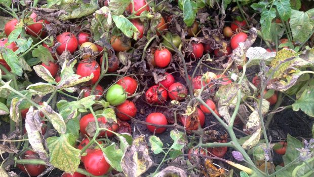 Pěstitelé v regionu už část úrody rajčat odepsali