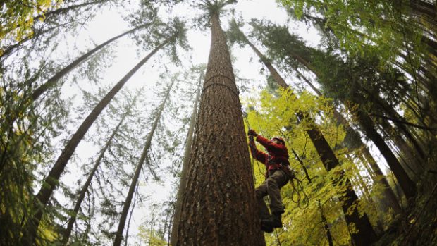 Nejvyšší strom Česka roste zřejmě ve Vlastiboři na Jablonecku. Podle měření z 22. října má douglaska tisolistá 64,1 metru