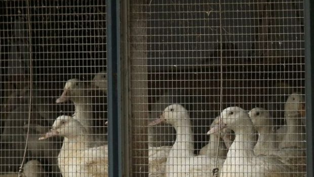 Kachny v klecích na farmě v severoanglickém Naffertonu, kde se objevila ptačí chřipka
