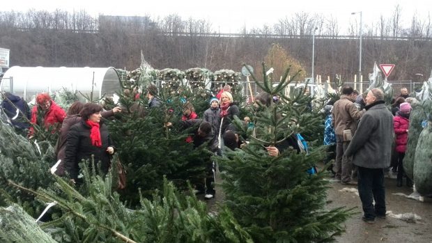 Nákup vánočních stromků