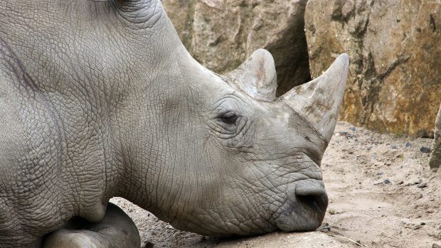 Severní bílý nosorožec v ZOO Dvůr Králové