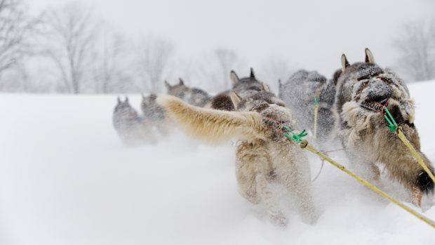 Mushing, psí spřežení