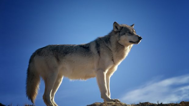 Vlk, ilustrační foto