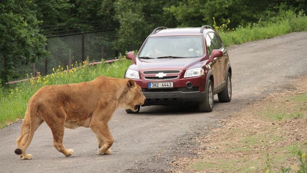 Lví Safari v ZOO Dvůr Králové nad Labem