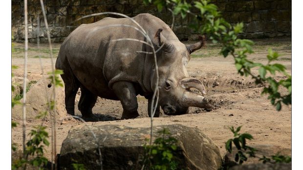 Zoo Dvůr Králové - Nabire - nosorožec