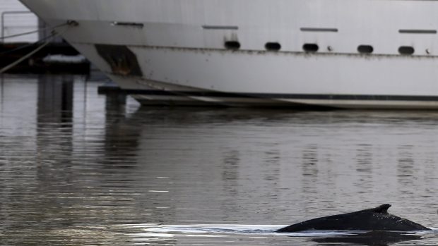 Do městské mariny v Buenos Aires zabloudila velryba