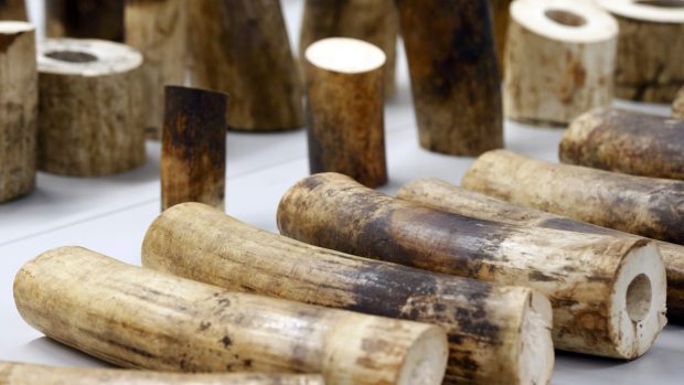 Švýcarští celníci zabavili na letišti v Curychu přes čtvrt tuny slonoviny, slonovina