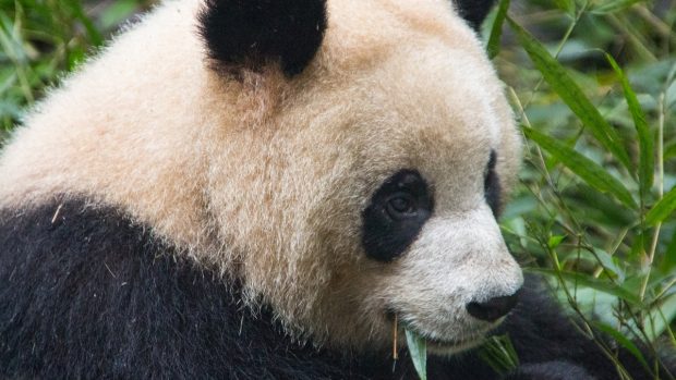 Mezi ohrožené druhy patří například panda