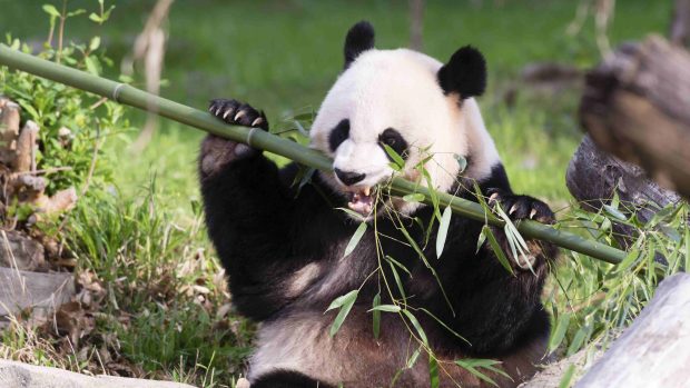 Mei Siang - 17letá pandí medvědice z washingtonské zoo má porodit mládě nebo mláďata kdykoli od konce srpna do poloviny září