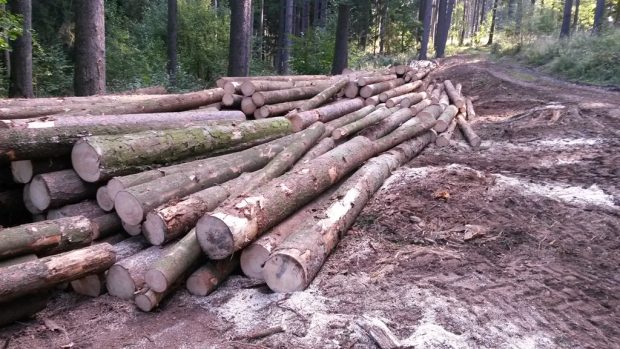 Na Dačicku někteří lesníci ukončili plánovanou těžbu a zpracovávají jenom stromy napadené kůrovcem