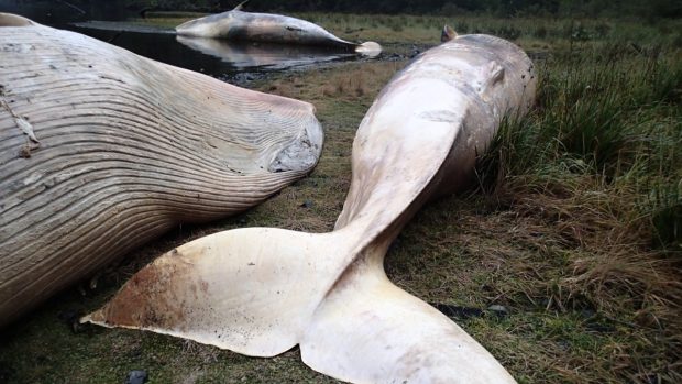 Těla mrtvých velryb v zálivu Caleta Buena na jihu Chile