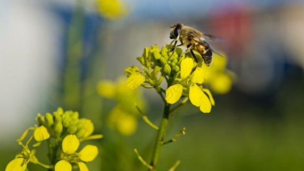 Pestřenka trubcová na květu řepky olejné za dnešního teplého a slunečného počasí