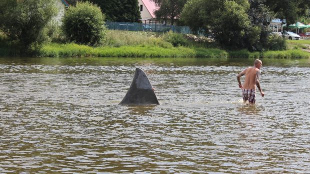 Dvoumetrová žraločí ploutev měla podle záměru umělců zdobit koryto řeky Berounky u Dobřichovic. Plastika vznikla v rámci sympozia Cesta mramoru