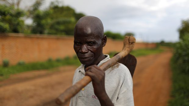 Zemědělec obchází své kukuřičné pole v Malawi