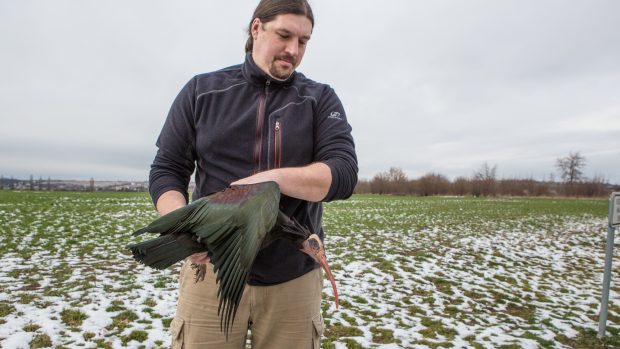 Jednoho z ibisů dnes odchytli poblíž Brandýsa nad Labem