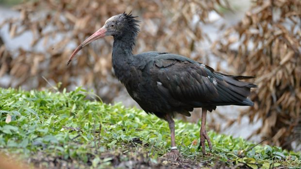 Většina ibisů je už zpátky v pražské zoo