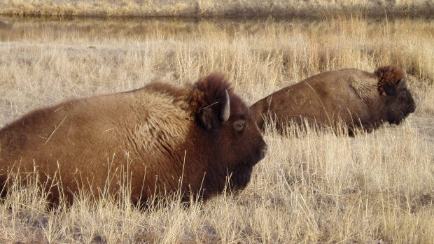 Stádo bizonů, Niobrara Valley Preserve, Nebraska, USA