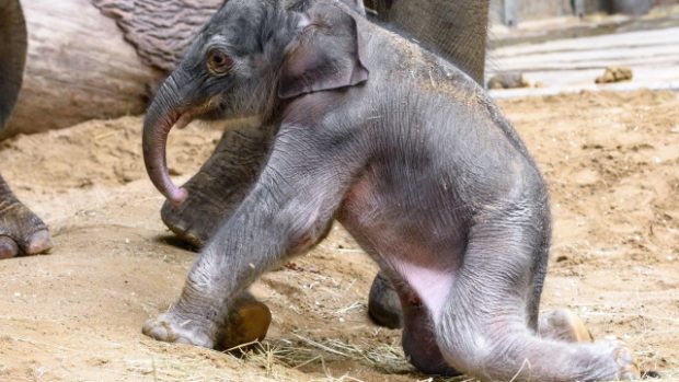 Pražská zoologická zahrada má nový sloní přírůstek