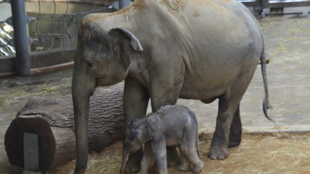 Slůně v pražské zoo