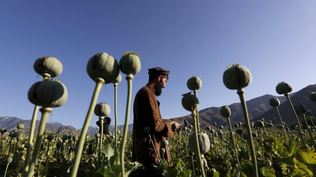 Afghánec pracuje na makovém poli v provincii Nangarhár
