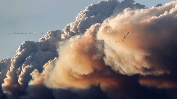 Hejno ptáků ulétajících před lesním požárem v kanadské provincii Alberta