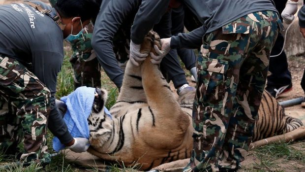 Thajské úřady evakuují tygry z takzvaného tygřího chrámu kvůli podezření z týrání