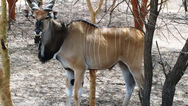 Česká zemědělská univerzita pomáhá obnovit populaci antilopy Derbyho v Senegalu