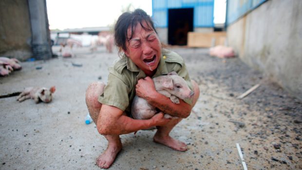 Záplavy v Číně. Žena drží zachráněné prase ze zaplavené farmy