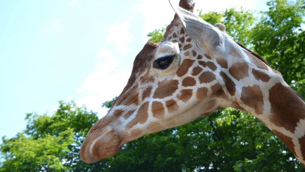 Brněnská zoo musela utratit žirafího samce. Odmítal přijímat potravu