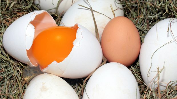 vajíčka, vejce, žloutek, skořápka