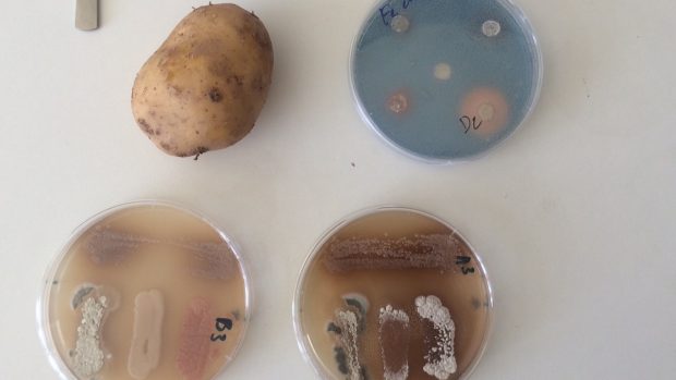 Čeští vědci zkoumají vzorky brambor z Jižní Ameriky