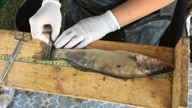 Jihočeští hydrobiologové zkoumali u Lipenské přehrady rybí populaci