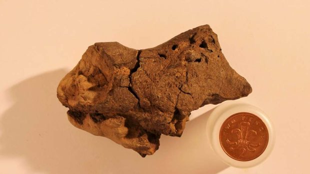 Fosilie mozku dinosaura, která se našla v roce 2004, je podle britských a australských vědců zatím jediná na světě