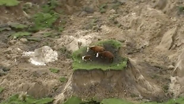 Zemětřesení na Novém Zélandu doprovázely sesuvy půdy. Tři krávy se zachránily na  malém ostrůvku