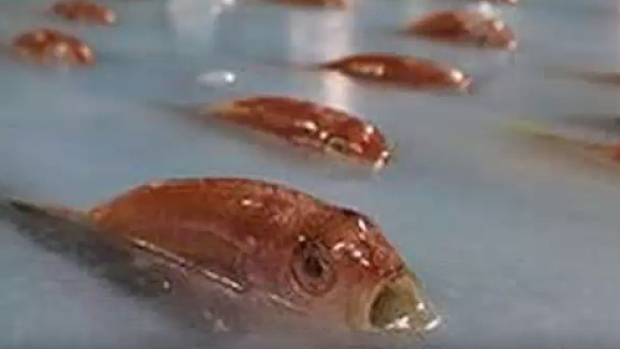 Zábavní park na západě Japonska vyvolal vlnu kritiky kvůli kluzišti, kde skrz led prosvítalo na 5000 mrtvých ryb