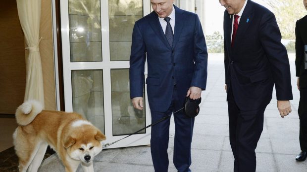 Putin se psí samičkou Yume, kterou dostal z Japonska před čtyřmi lety