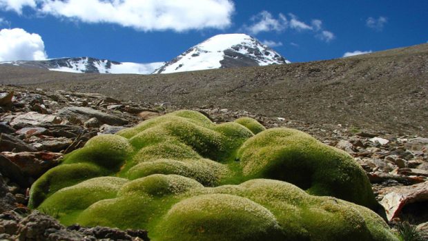 Drobné rostliny objevil tým pod vedením českého botanika v rekordní výšce 6150 metrů nad mořem