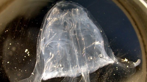 Žahavá medúza z třídy čtyřhranek