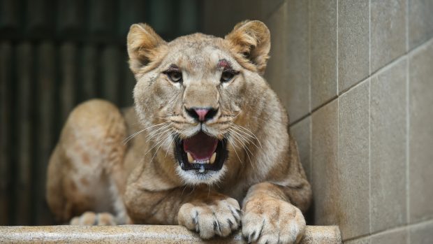 Do liberecké zoo dorazila z Paříže samice lva berberského jménem Shani.