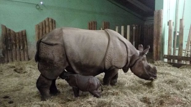 Zoo Plzeň má nový přírůstek. Je jím mládě vzácného nosorožce indického. Váží 47 kilogramů a je zdravý