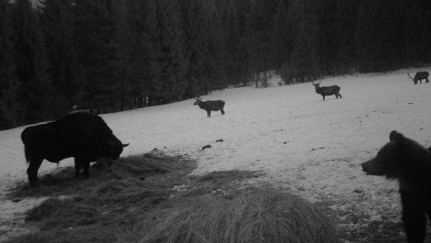 Zubr, medvěd a jeleni na snímku z fotopasti v Bukovských vrších