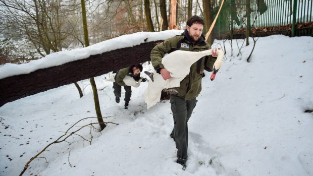 Liberečtí zoologové přesunuli z venkovních míst do vnitřních prostor druhy, které jsou na ptačí chřipku citlivé.