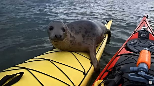 Tuleň na jihovýchodě Skotska nic netušícímu vodákovi vylezl na loď