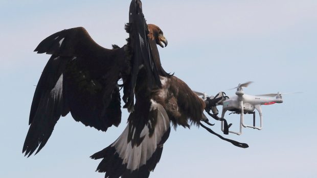 Orli, kteří mají zneškodňovat nepřátelské či zbloudilé drony
