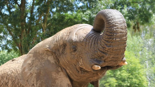 Ve dvorské zoo uhynul samec slona afrického Kito