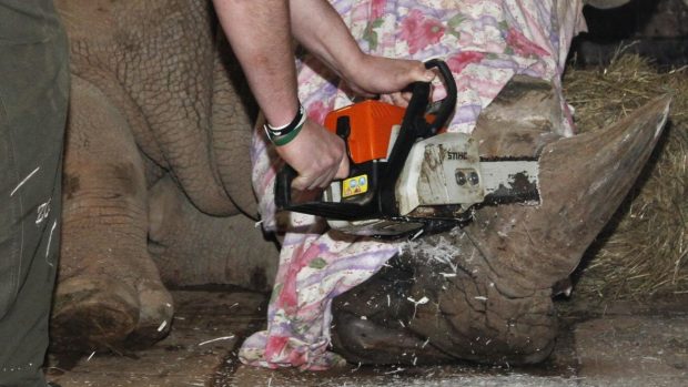 Ve Dvoře Králové odstraňují nosorožcům rohovinu. ZOO tak chce ochránit své svěřence