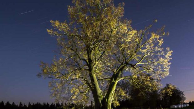 Česká lípa z Lipky skončila v letošním ročníku o nejkrásnější evropský strom třetí